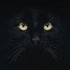Military style T-shirt "CAT", UA281-29891-BK-CAT